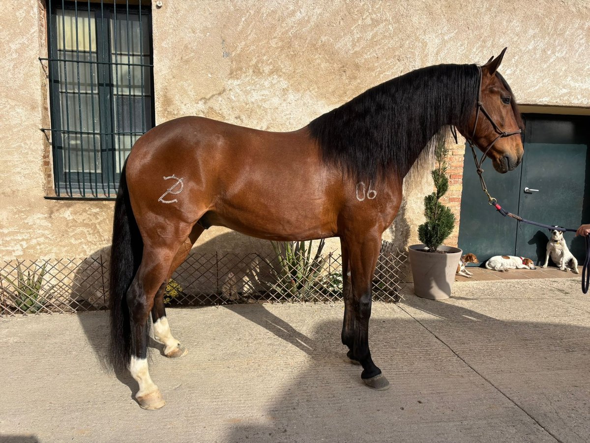 Lusitano Castrone 8 Anni 160 cm Baio in Hamburg