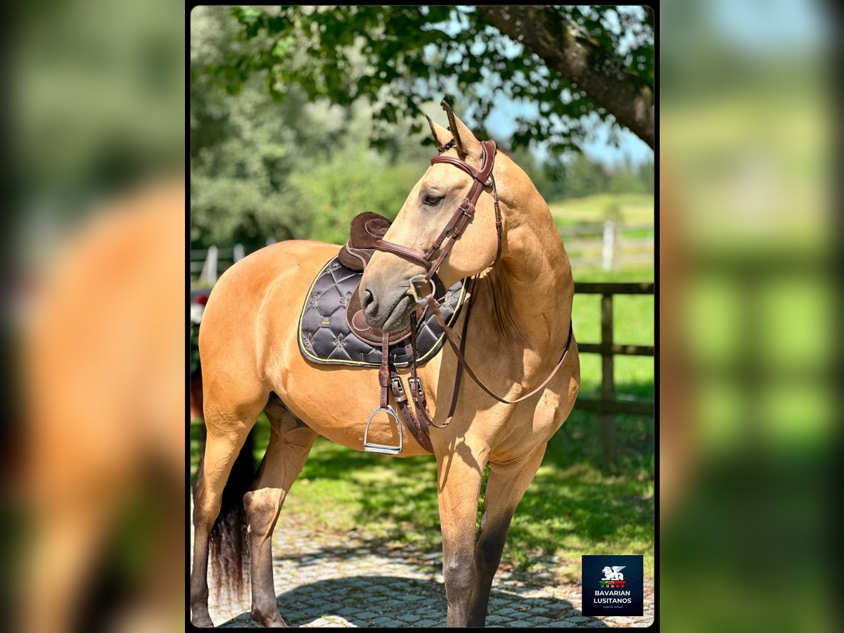 Lusitano Castrone 8 Anni 162 cm Falbo in Soyen