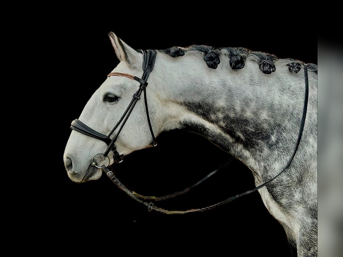 Lusitano Castrone 8 Anni 164 cm Grigio in Wien, Donaustadt