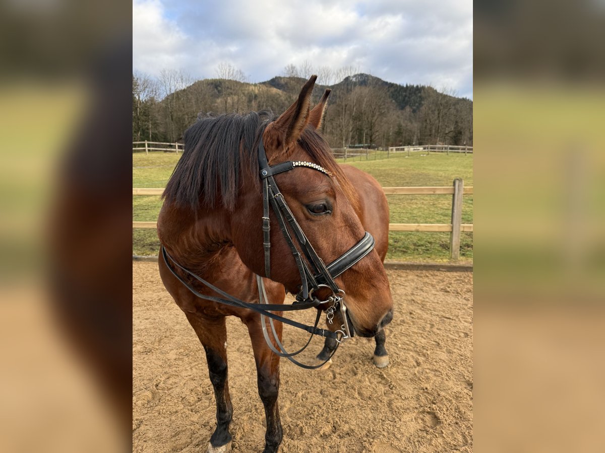 Lusitano Castrone 8 Anni 168 cm Baio in Lenggries