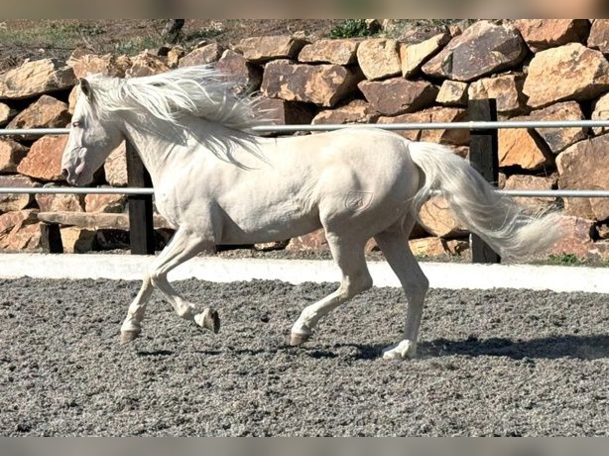 Lusitano Mix Castrone 8 Anni 170 cm Cremello in Madrid