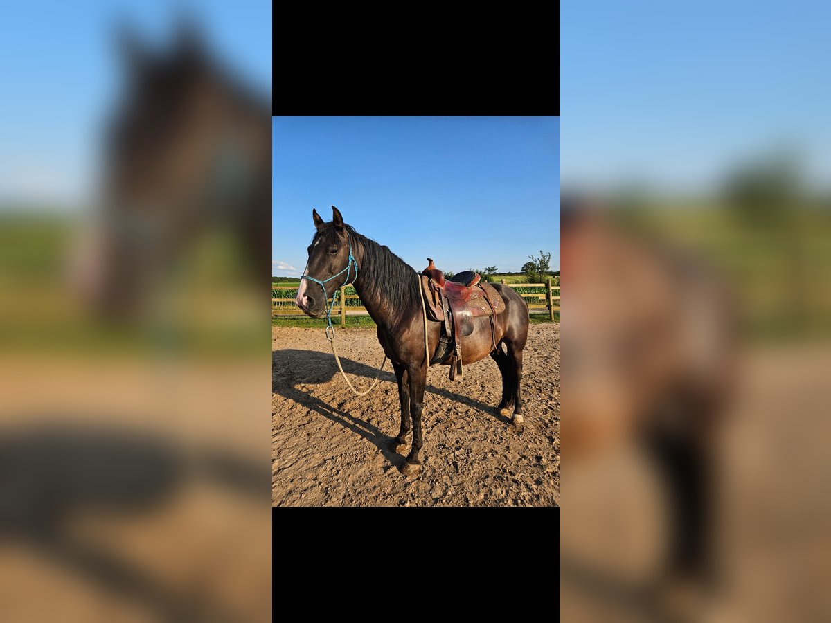 Lusitano Mix Castrone 9 Anni 155 cm in Weiterswiller