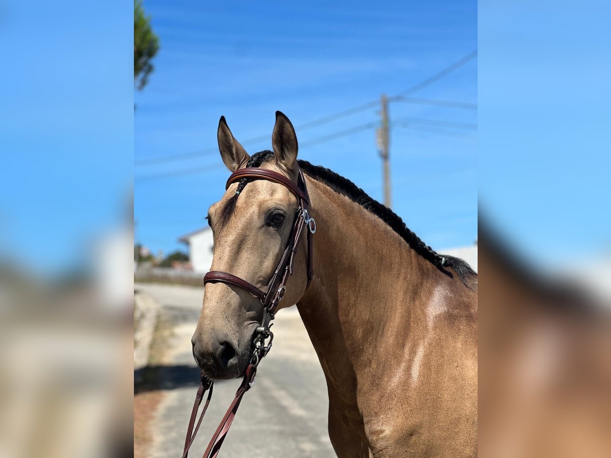 Lusitano Castrone 9 Anni 160 cm Pelle di daino in Rio-Maior