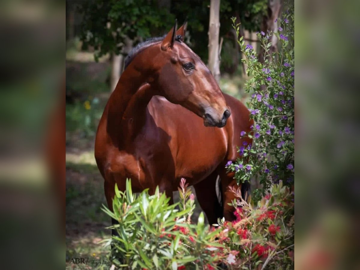 Lusitano Castrone 9 Anni 164 cm Baio ciliegia in Pavia