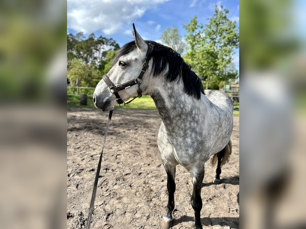 Lusitano Castrone 9 Anni 166 cm Grigio pezzato in Wietze