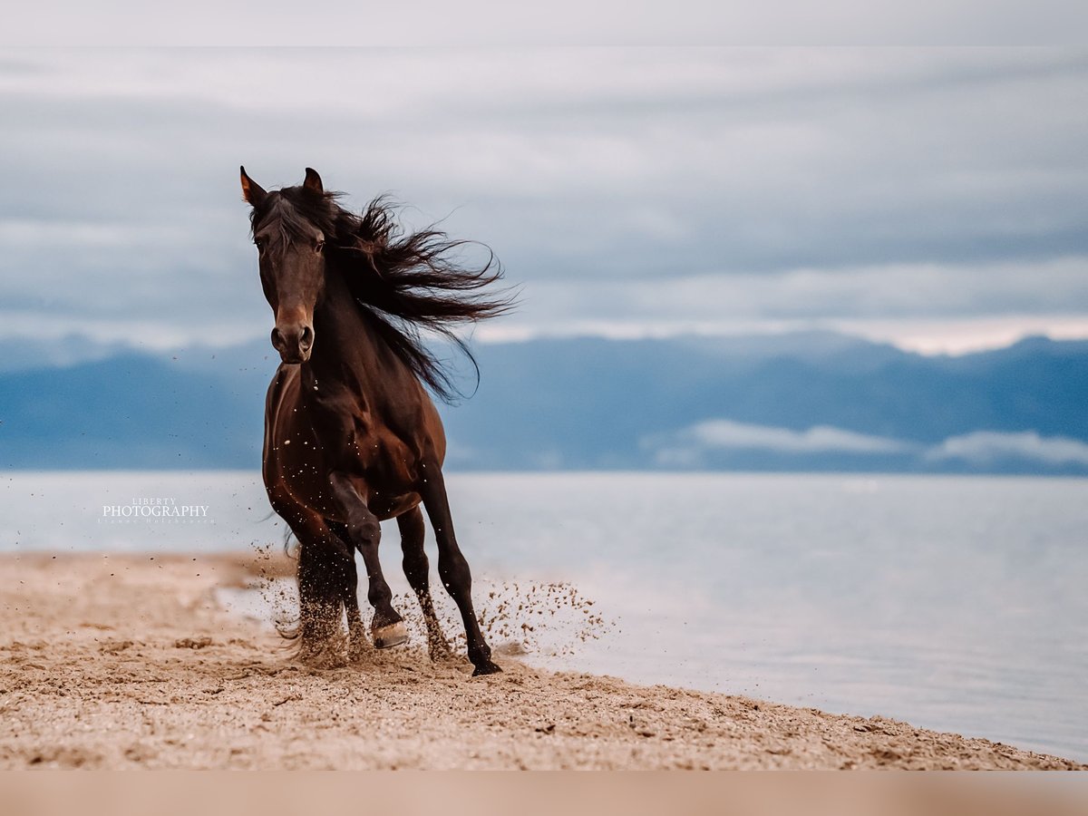 Lusitano Mix Gelding 10 years 15,2 hh Bay-Dark in Überlingen Lusitano Mix Gelding 10 years 15,2 hh Bay-Dark in Überlingen