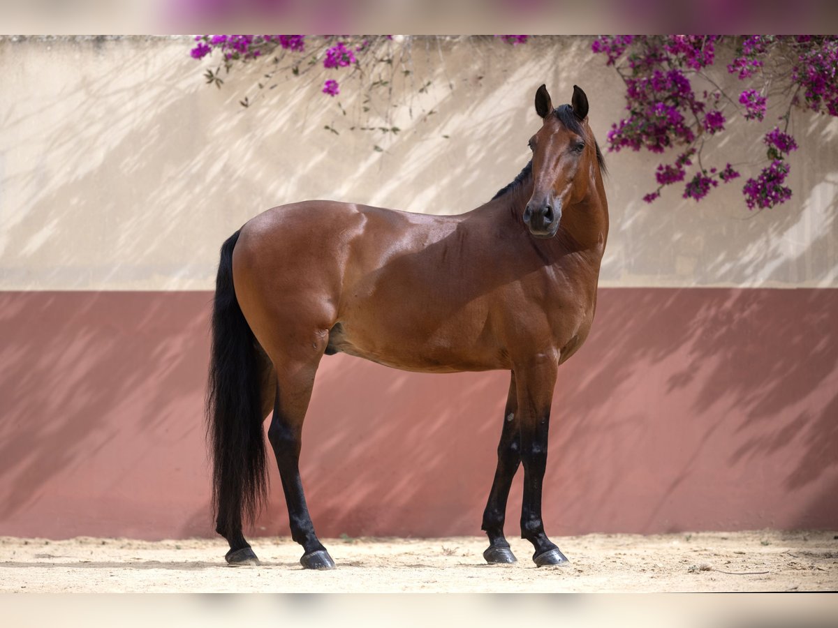 Lusitano Gelding 10 years 15,2 hh in Jerez de la Frontera