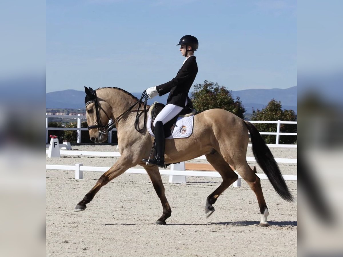 Lusitano Gelding 10 years 16,1 hh Dun in Velilla De San Antonio