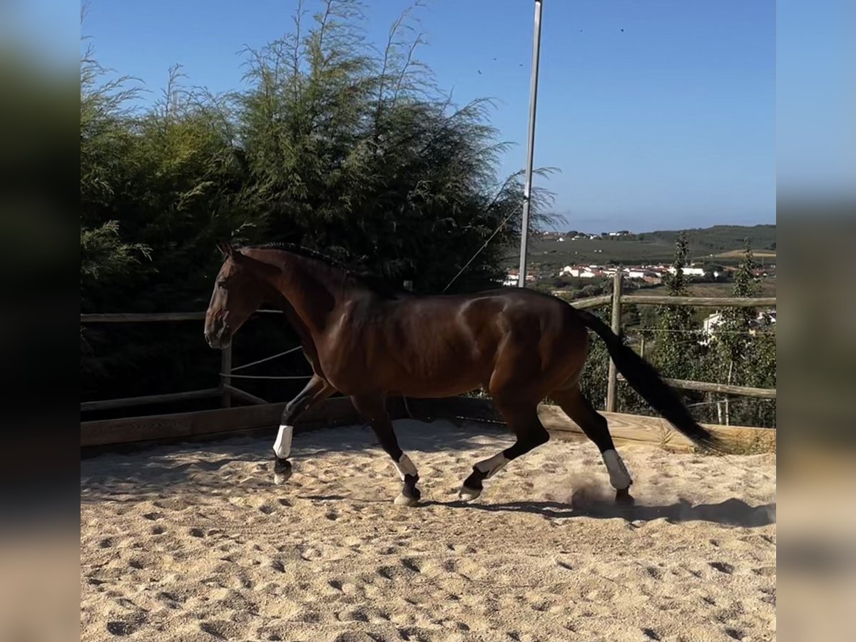 Lusitano Gelding 11 years 15,1 hh Brown in Cadaval