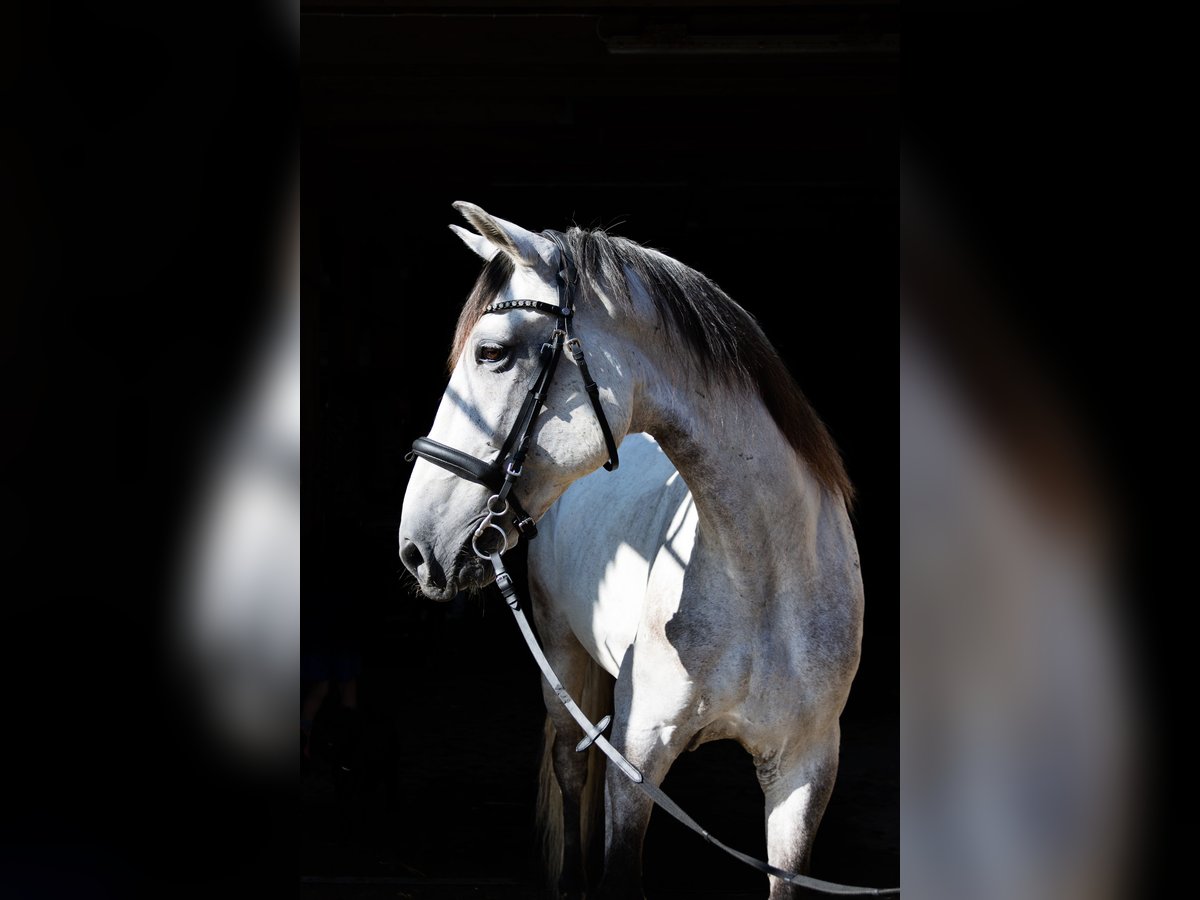 Lusitano Gelding 11 years 15,2 hh Gray in Aeugst am Albis