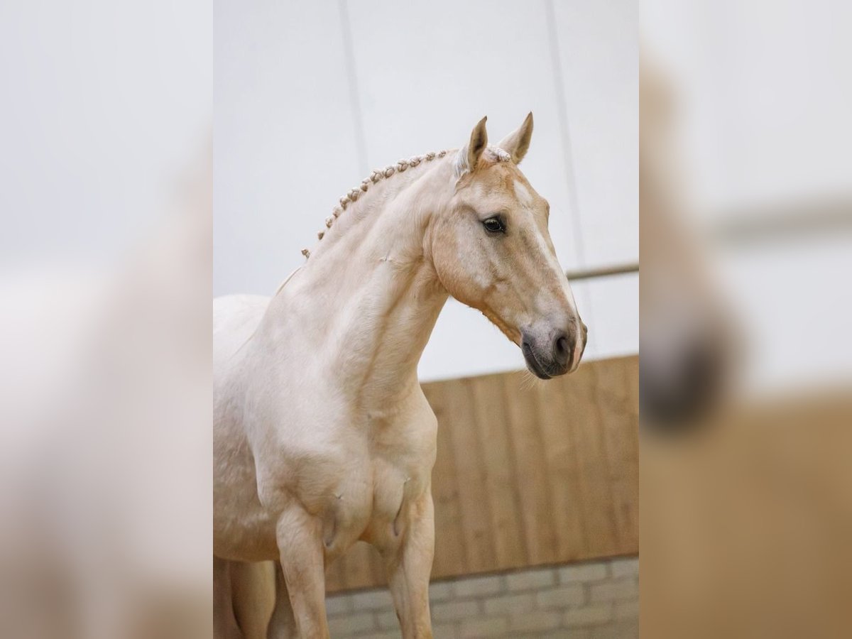 Lusitano Gelding 11 years 15,2 hh Palomino in Dalen