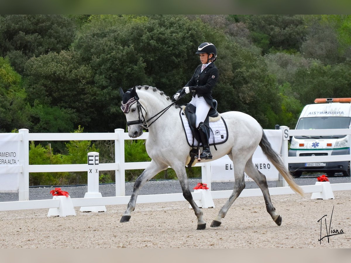 Lusitano Gelding 11 years 16 hh Gray in Pobes