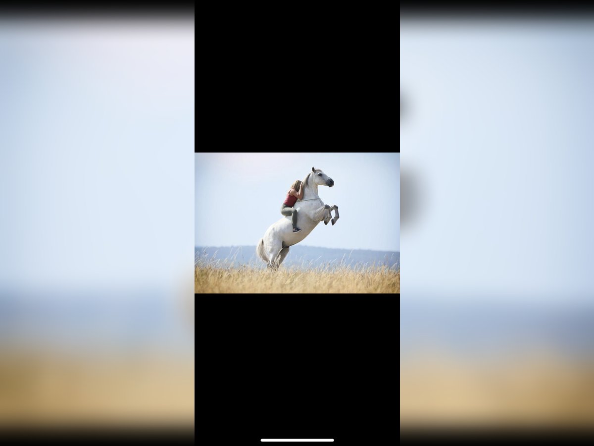 Lusitano Gelding 12 years 15,1 hh Gray in Elxleben