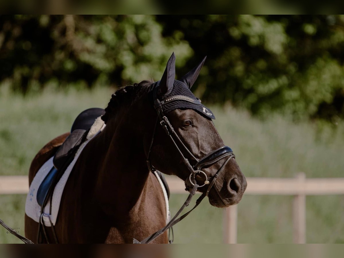 Lusitano Gelding 12 years 15,2 hh Bay-Dark in Tullins