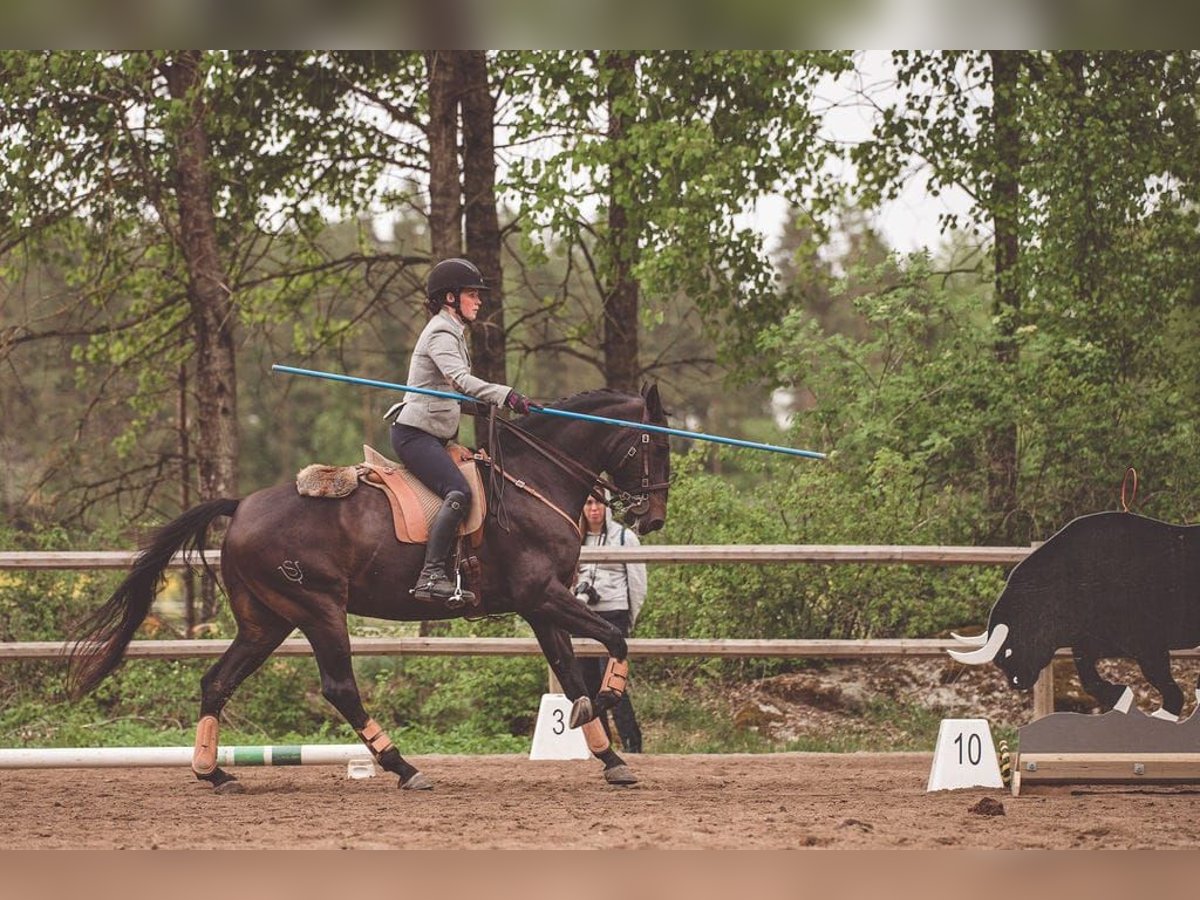 Lusitano Gelding 12 years 16 hh Black in Stallarholmen
