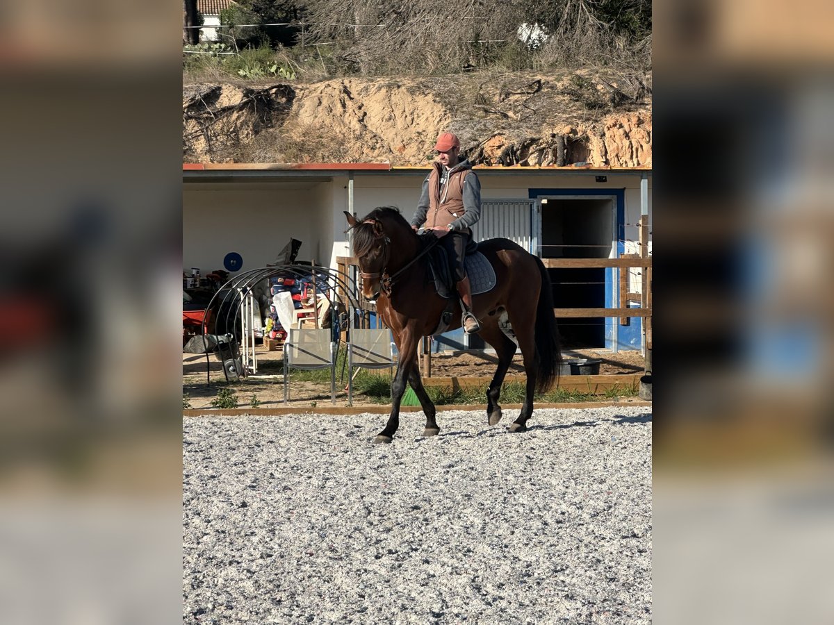Lusitano Gelding 12 years 16,2 hh Bay-Dark in Algarve