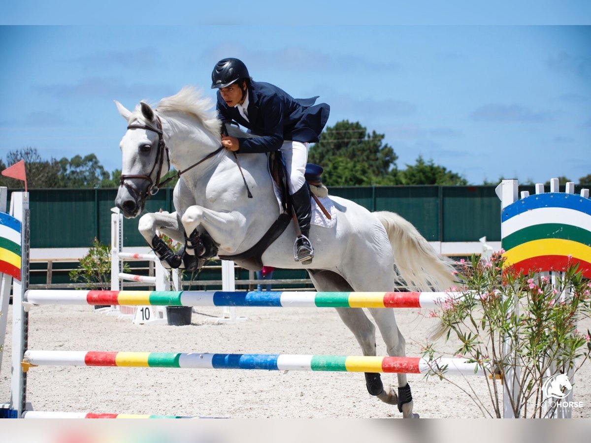 Lusitano Gelding 12 years White in Armação de pera