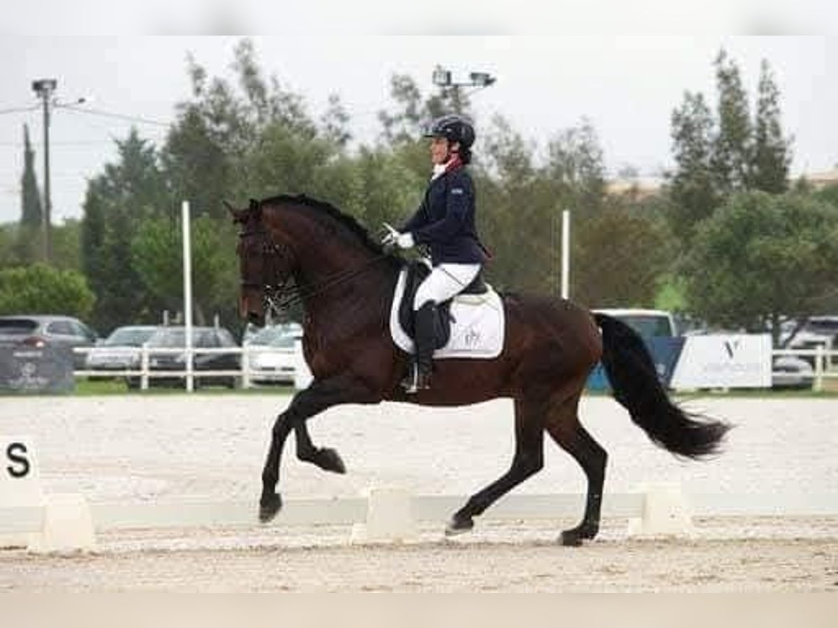 Lusitano Gelding 13 years 16,2 hh Brown in Almancil