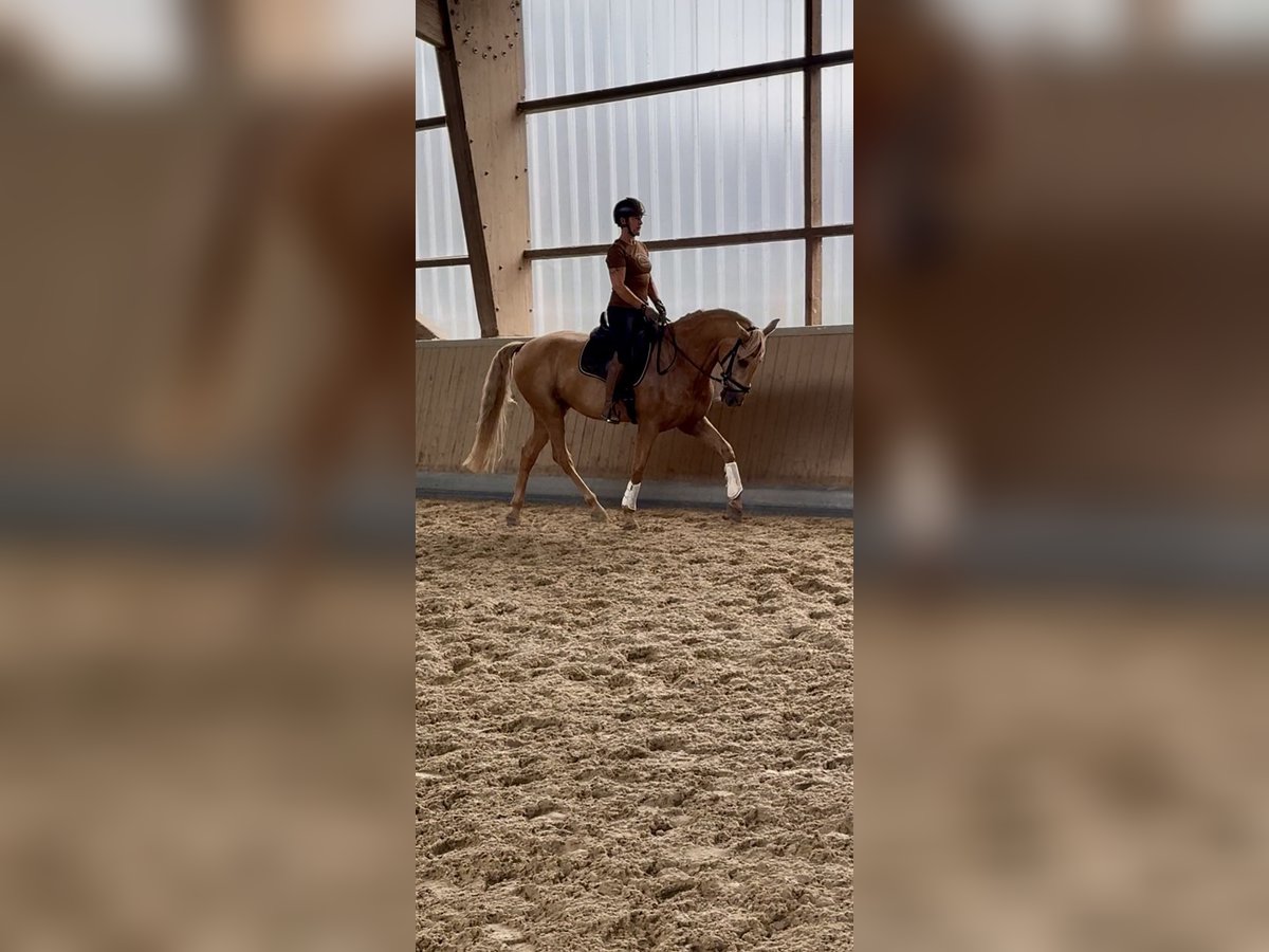 Lusitano Gelding 13 years 16,1 hh Palomino in Warendorf