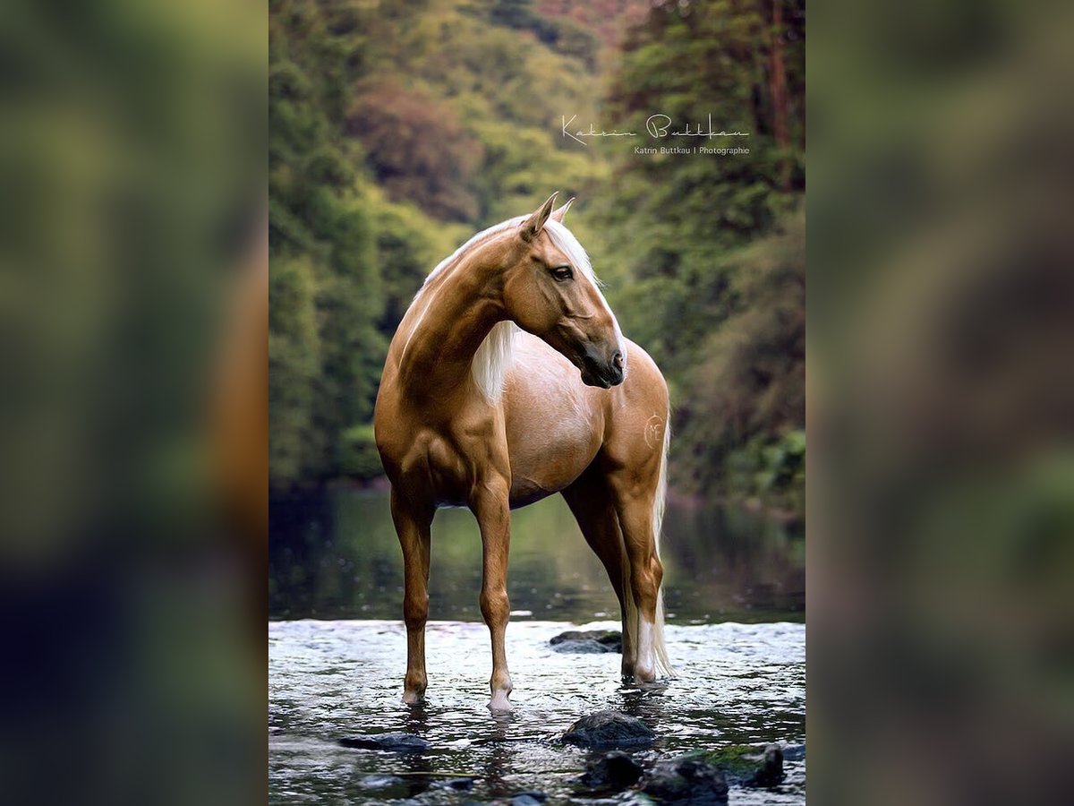 Lusitano Gelding 14 years 14,2 hh Palomino in Solingen