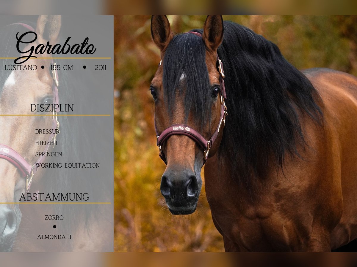 Lusitano Gelding 14 years 15,1 hh Brown in Nettersheim