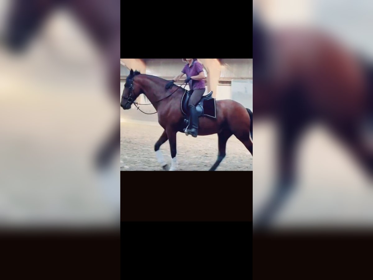 Lusitano Gelding 14 years 15,2 hh in Hamburg Allermöhe