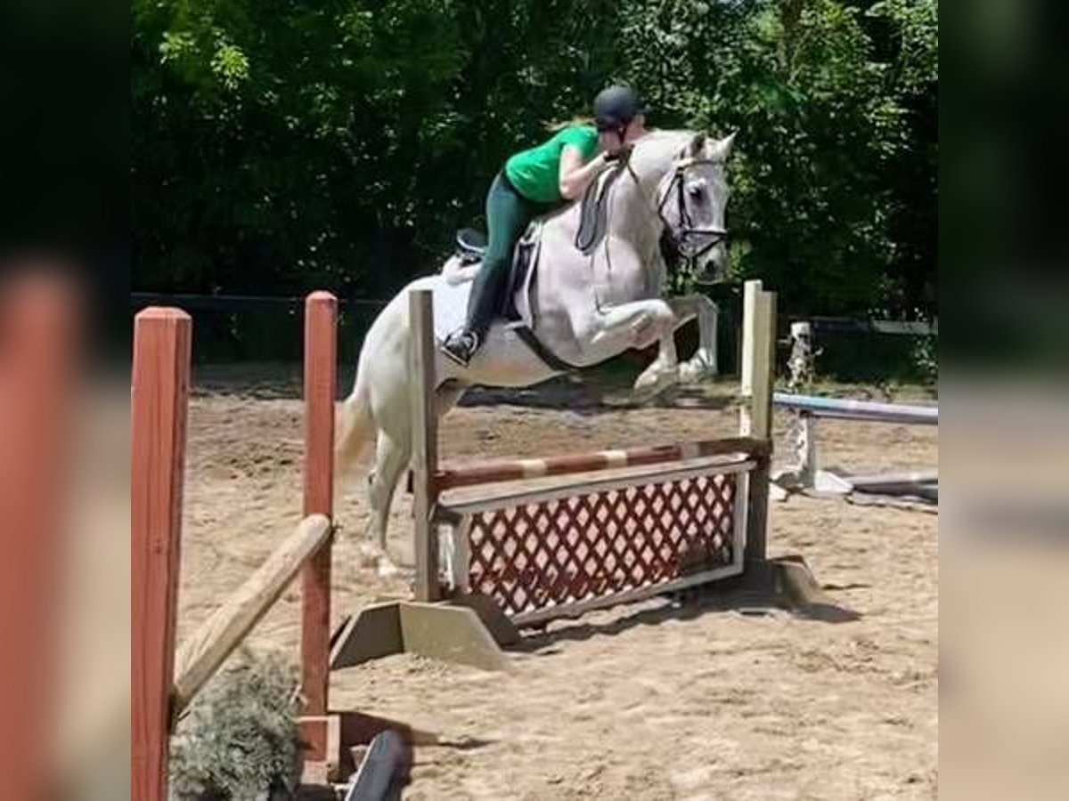 Lusitano Gelding 14 years 16 hh Grey-Fleabitten in South Lyon