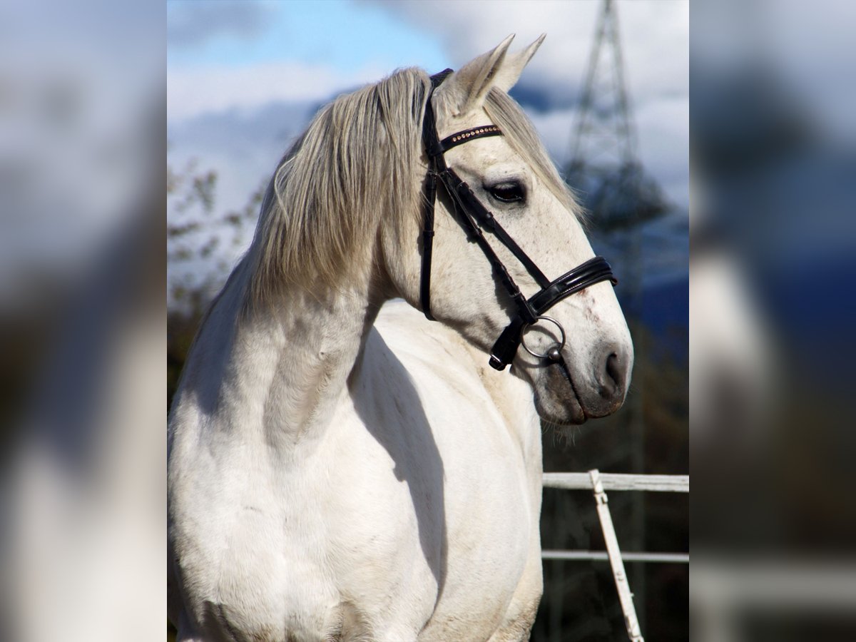 Lusitano Gelding 15 years 15,1 hh Grey in Kirchbichl Lusitano Gelding 15 years 15,1 hh Grey in Kirchbichl