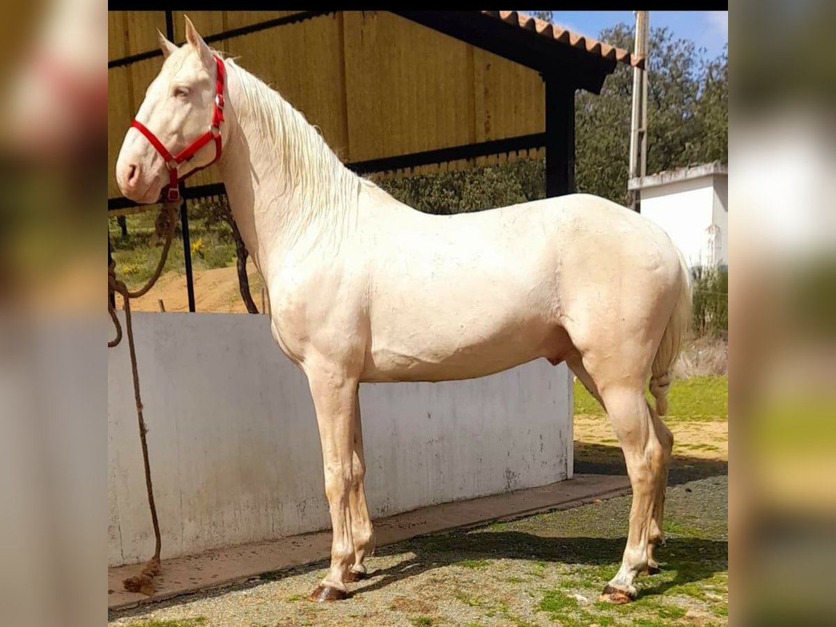 Lusitano Gelding 15 years 15,2 hh Cremello in Amarante