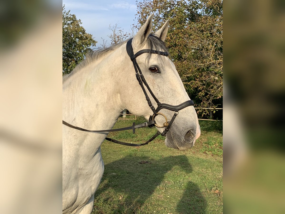 Lusitano Gelding 15 years 16 hh Gray in Greinerschlag