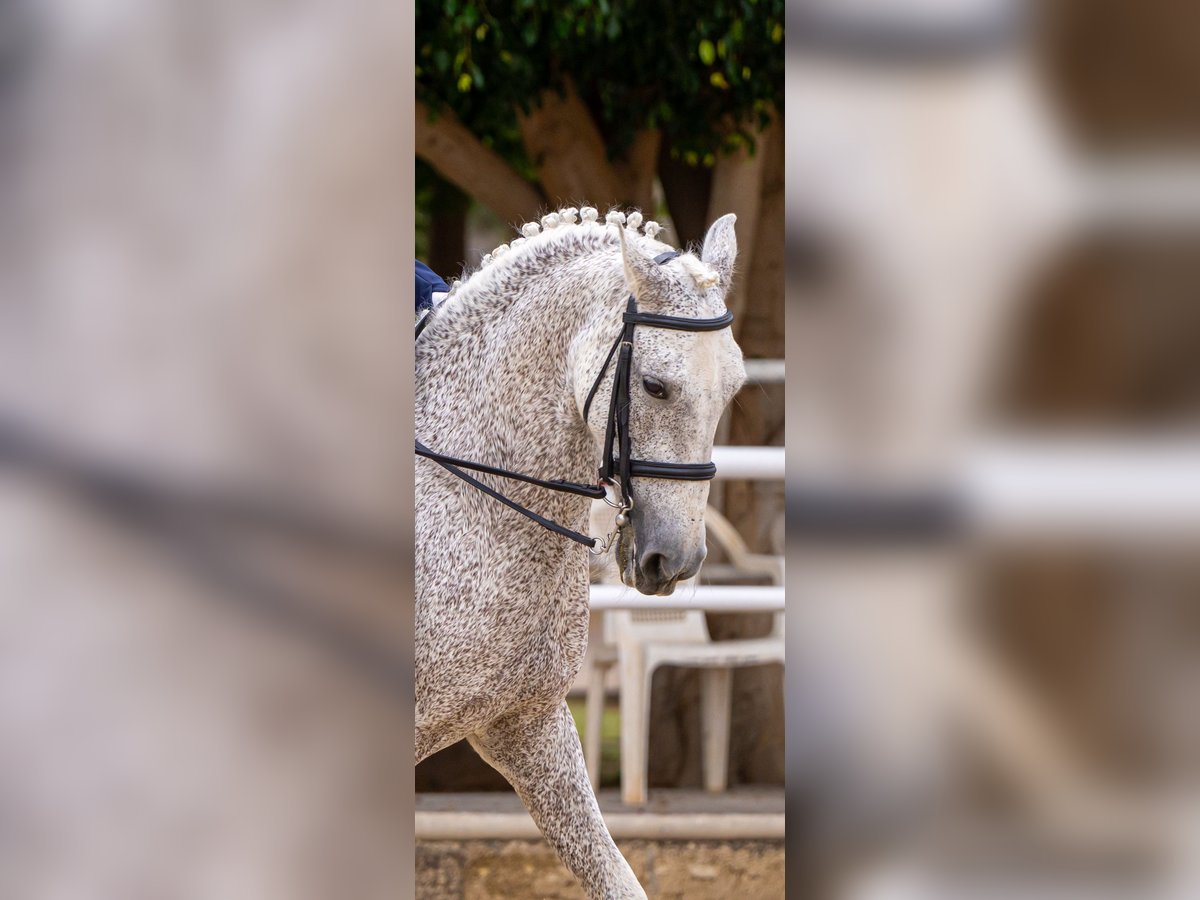 Lusitano Mix Gelding 19 years 15,1 hh Grey-Fleabitten in Buzanada