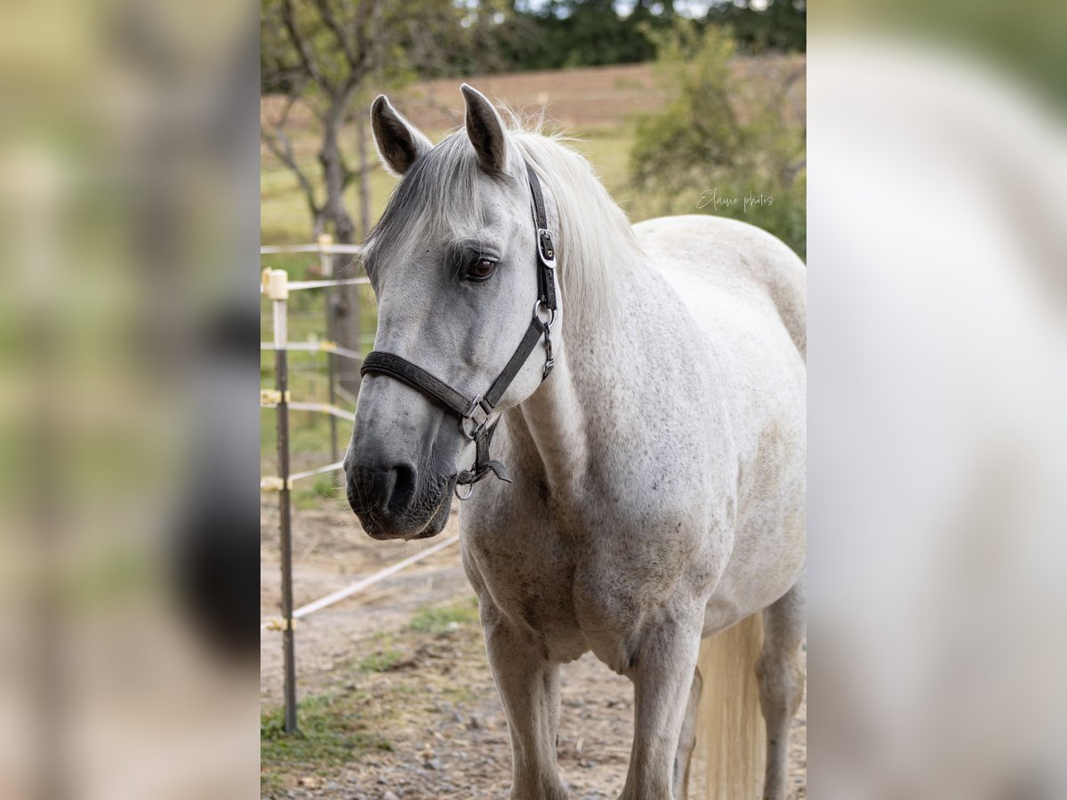 Lusitano Gelding 19 years 15,1 hh Grey in Ebern