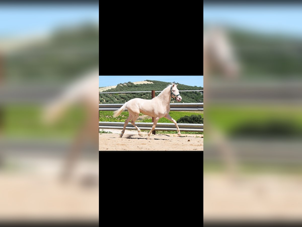 Lusitano Gelding 2 years 15,3 hh Perlino in Eggenstein-Leopoldshafen