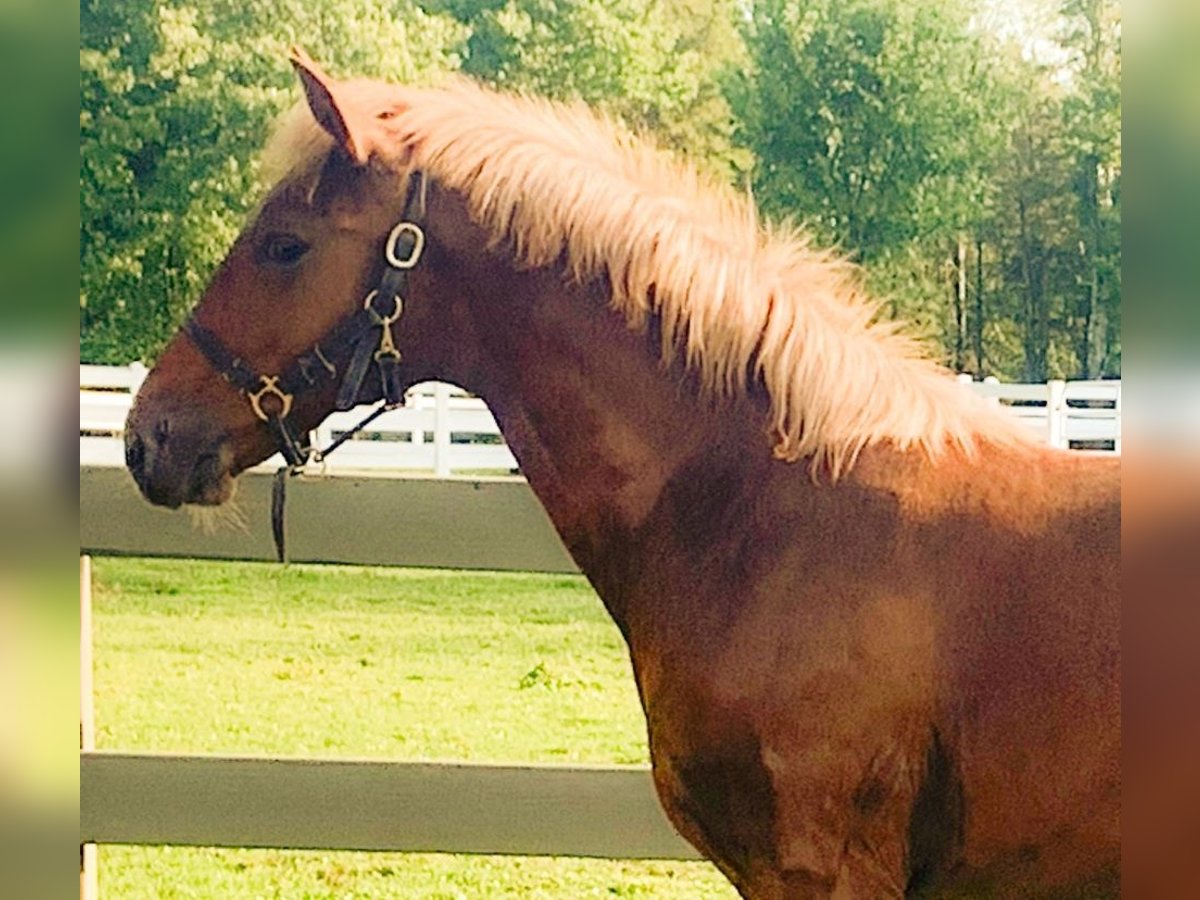 Lusitano Gelding 2 years Chestnut in Stockton, NJ