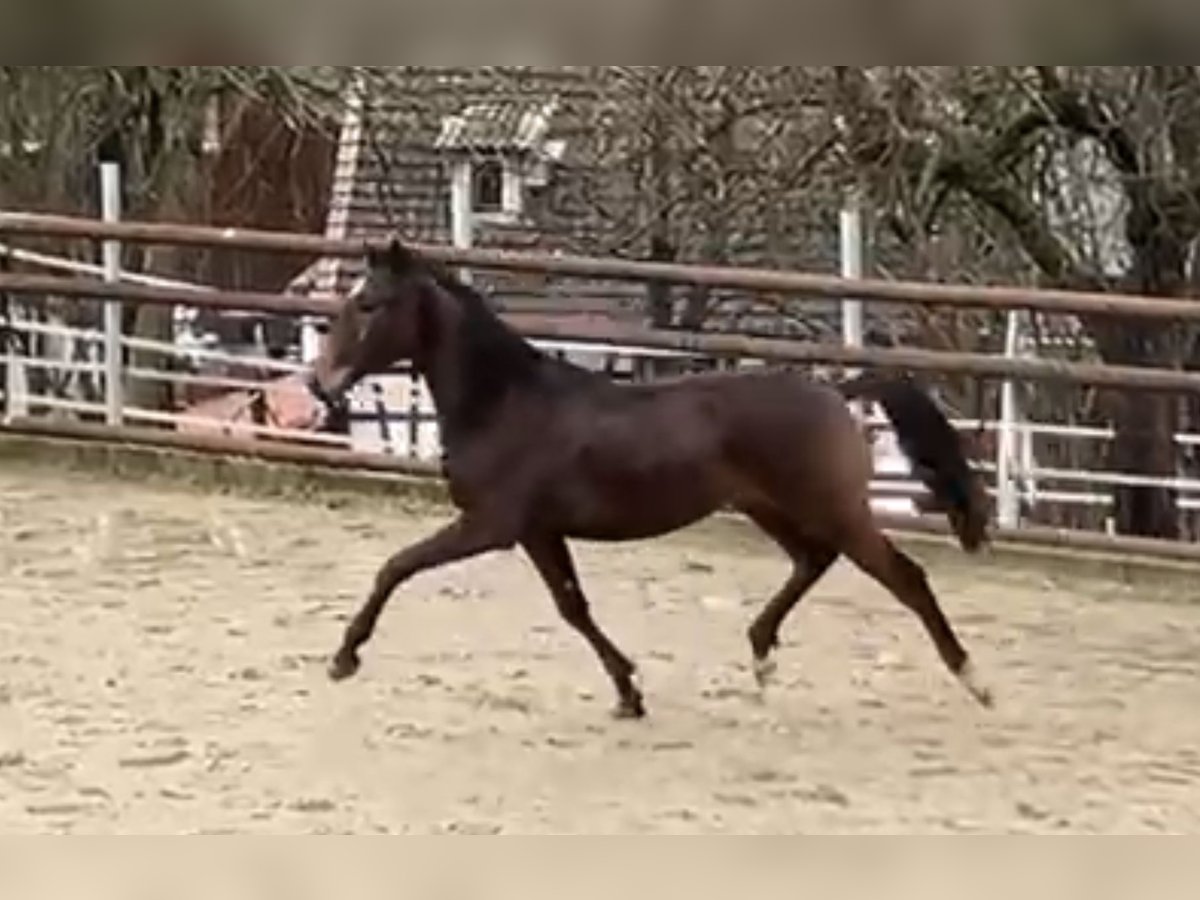 Lusitano Mix Gelding 3 years 16,1 hh Bay-Dark in Amlikon-Bissegg