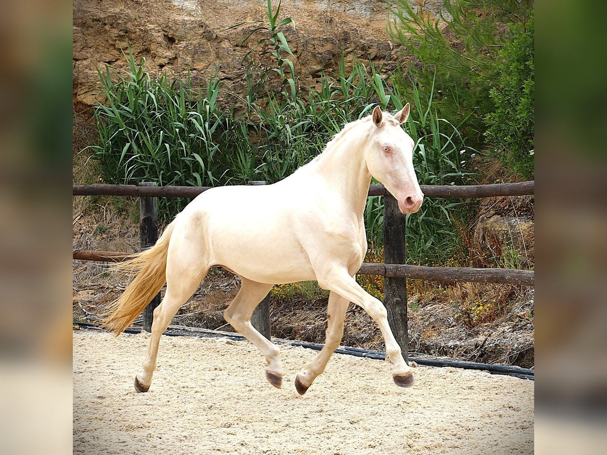Lusitano Gelding 3 years 16,1 hh Cremello in Ribamar