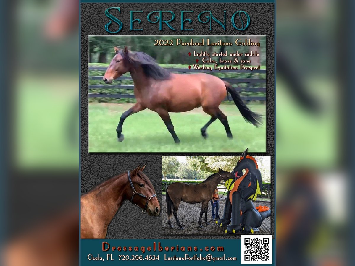 Lusitano Gelding 3 years Bay in Ocala, FL