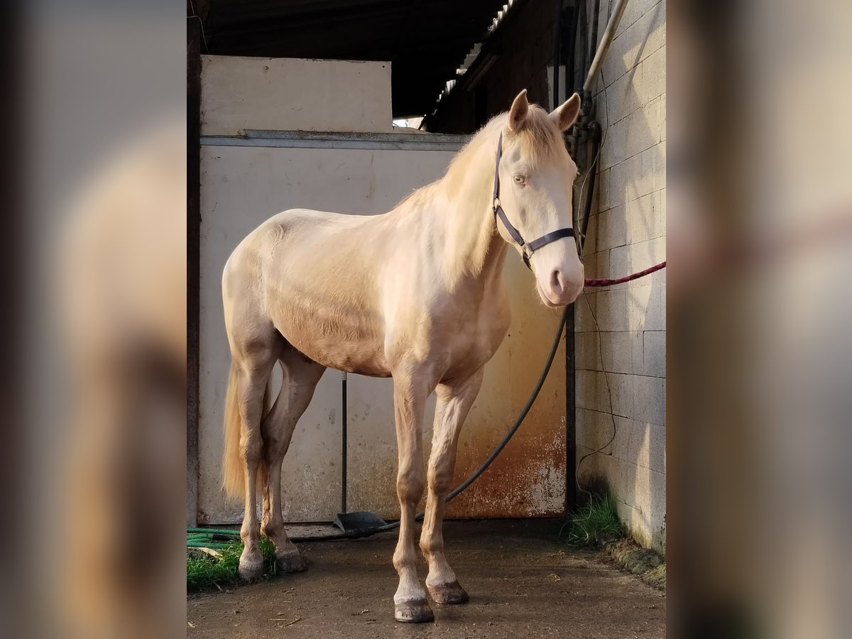 Lusitano Gelding 4 years 14,2 hh Cremello in Banyoles