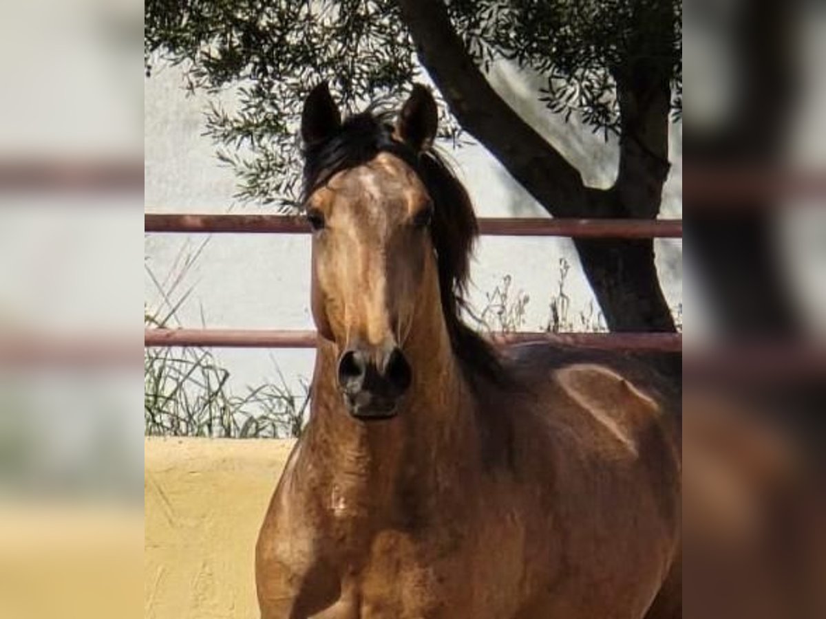 Lusitano Gelding 4 years 14,1 hh Dun in Calpe