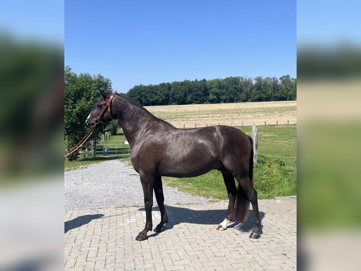 Lusitano Gelding 4 years 15,1 hh Bay-Dark in Sch&#xF6;ntal