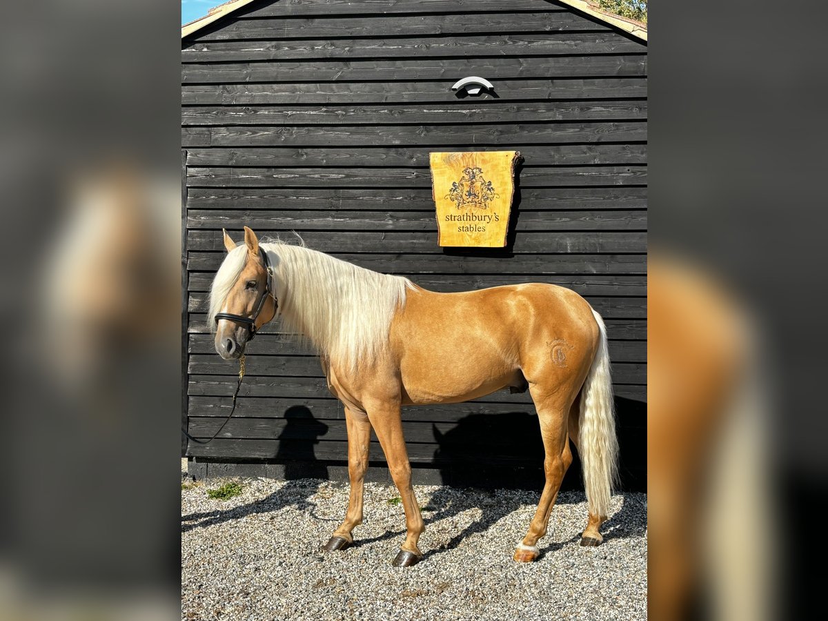 Lusitano Gelding 4 years 15,2 hh Palomino in ALTHORNE