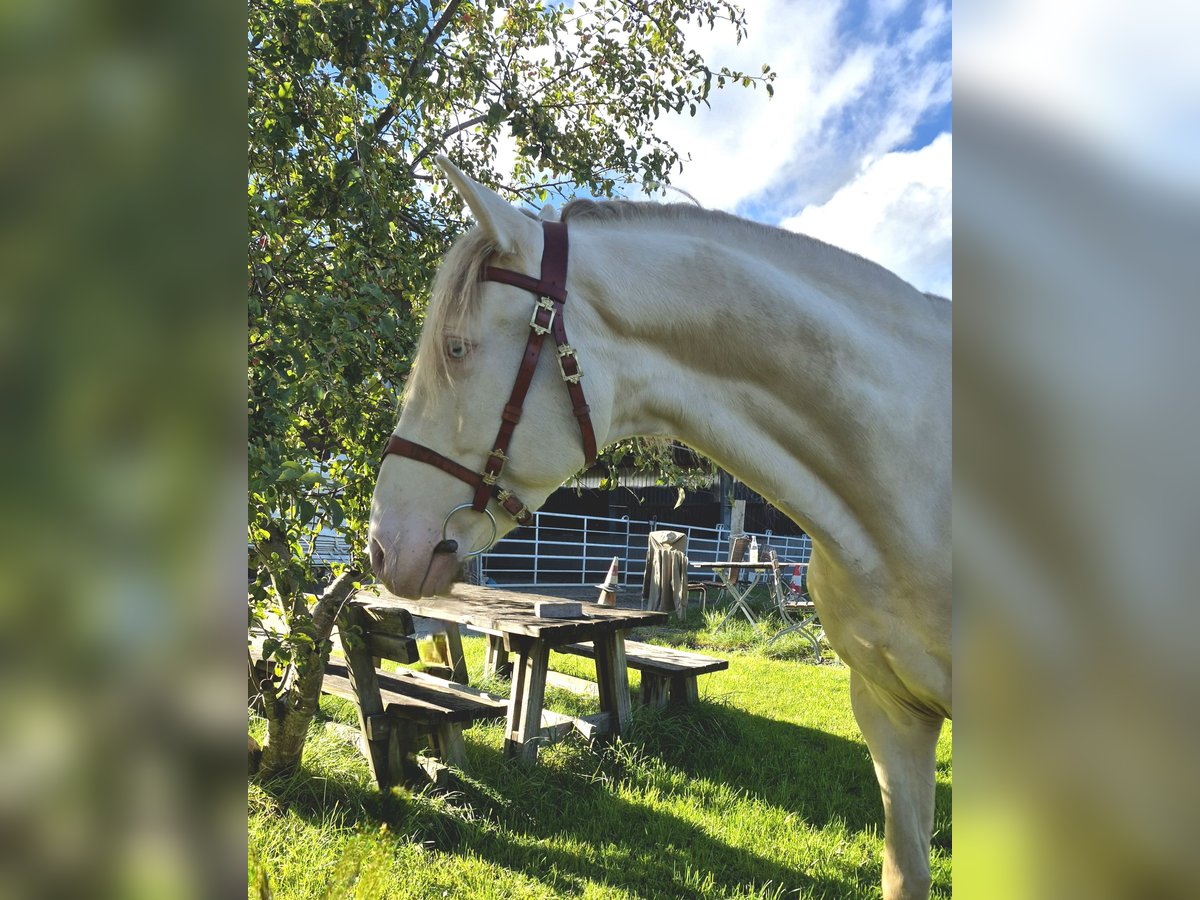 Lusitano Gelding 4 years 15,3 hh Cremello in Irschenberg