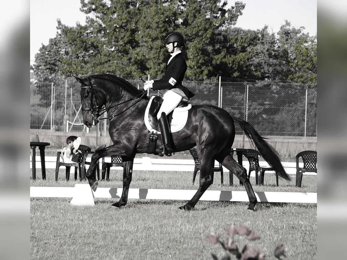 Lusitano Gelding 4 years 16,1 hh Bay-Dark in Ribamar