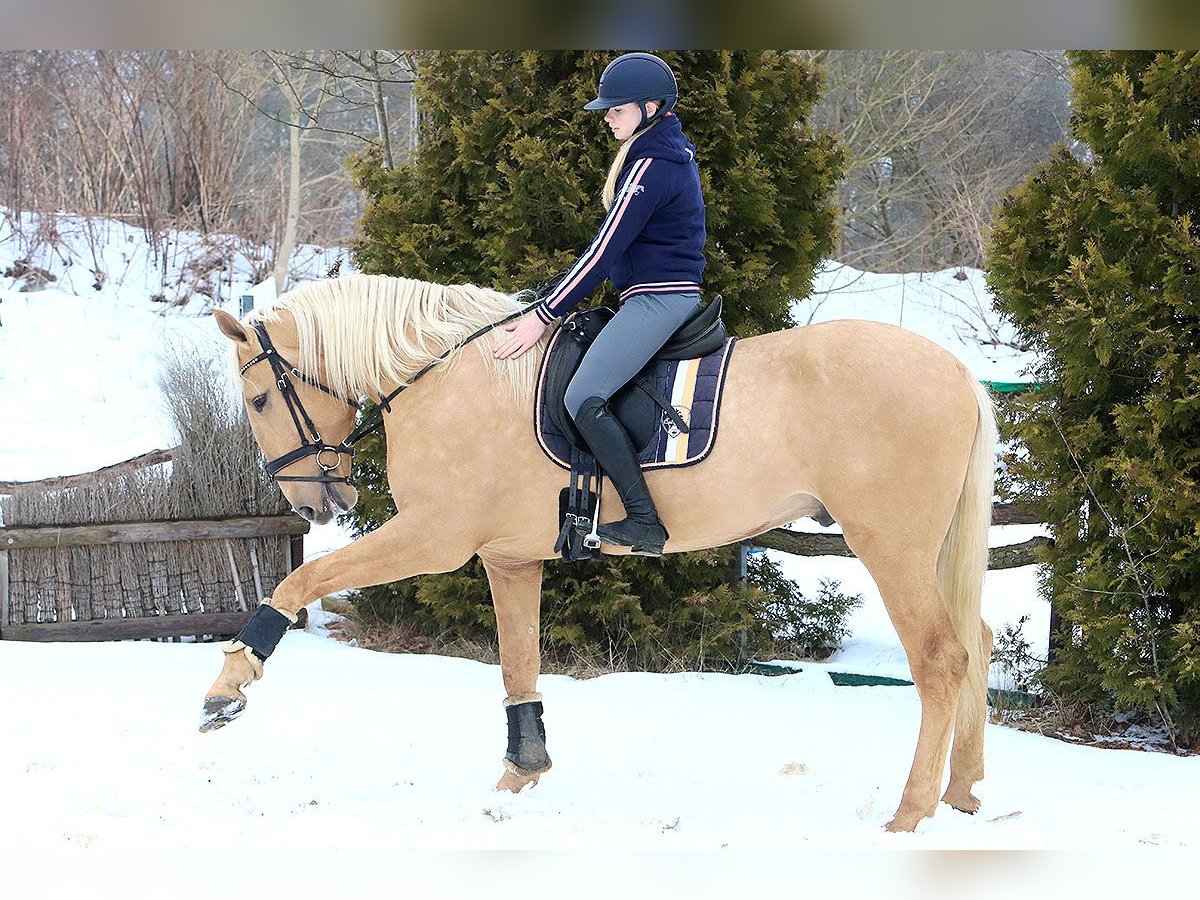 Lusitano Gelding 4 years 16,2 hh Palomino in Teldau