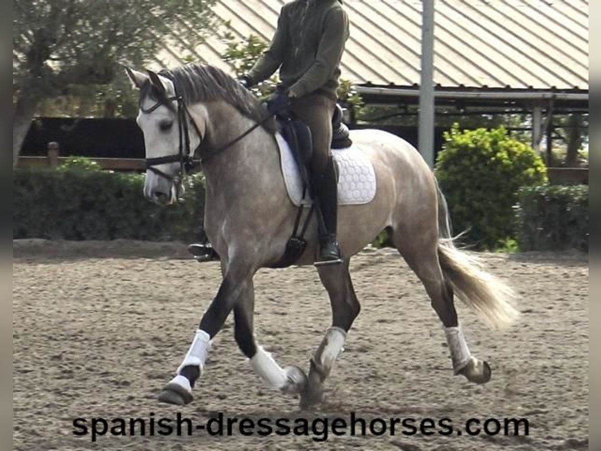 Lusitano Gelding 5 years 15,3 hh Gray in Barcelona
