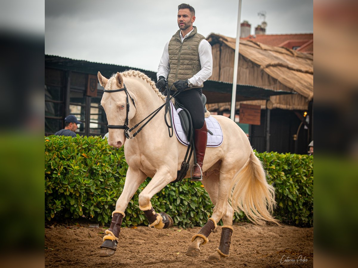 Lusitano Gelding 5 years 15,3 hh Pearl in Outes