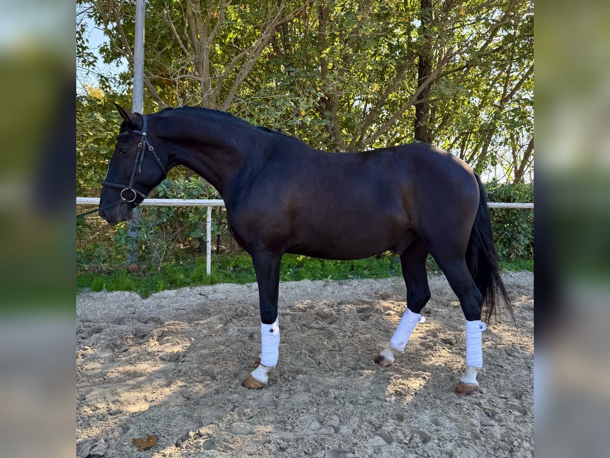 Lusitano Gelding 5 years 15,1 hh Black in Lansargues Lusitano Gelding 5 years 15,1 hh Black in Lansargues
