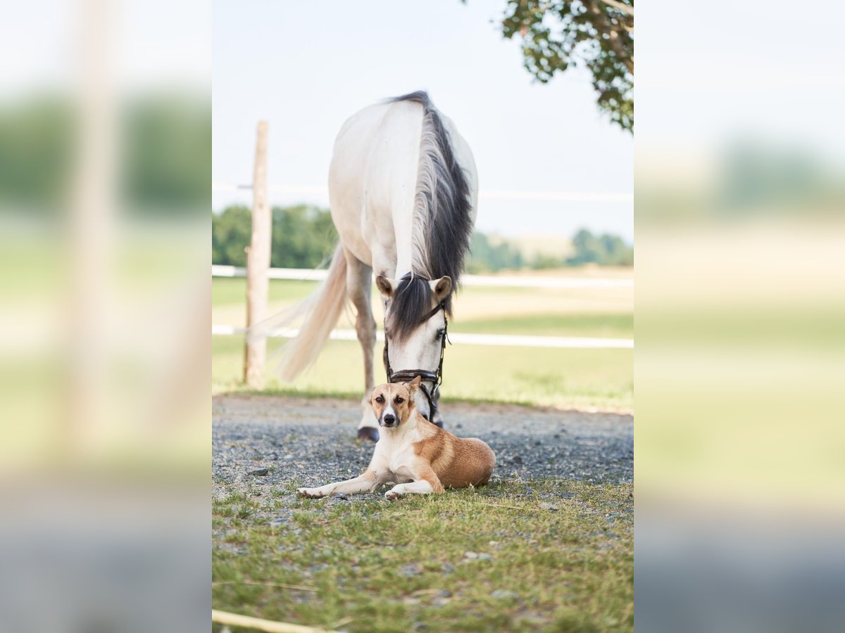 Lusitano Gelding 5 years 15,1 hh Grey in Pinkafeld