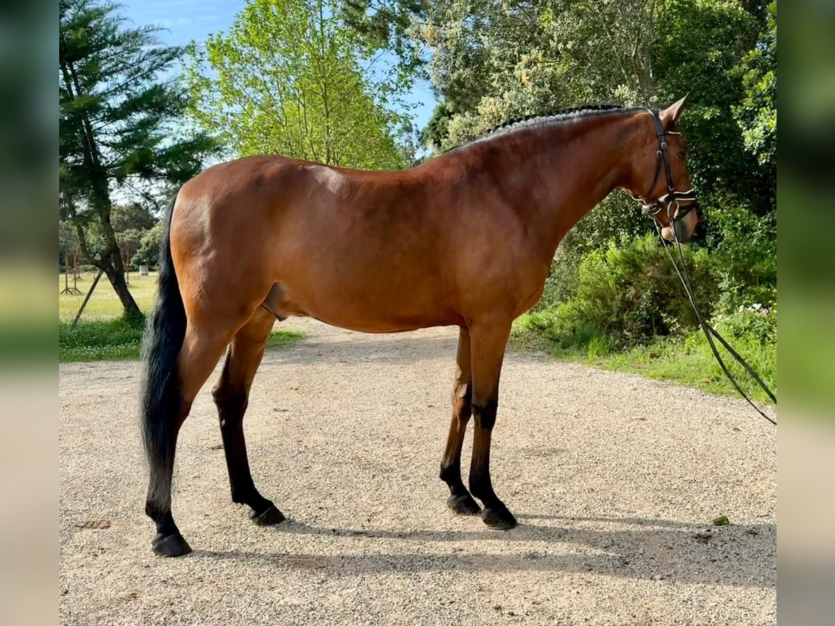 Lusitano Gelding 5 years 15,2 hh Brown in Our&#xE9;m