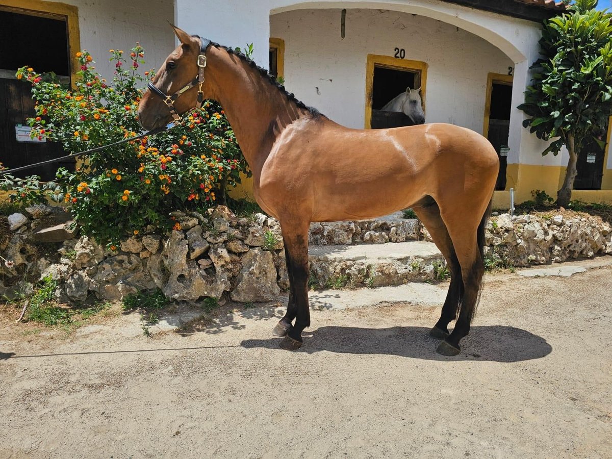 Lusitano Gelding 5 years 15,2 hh Brown in Vila Franca de Xira